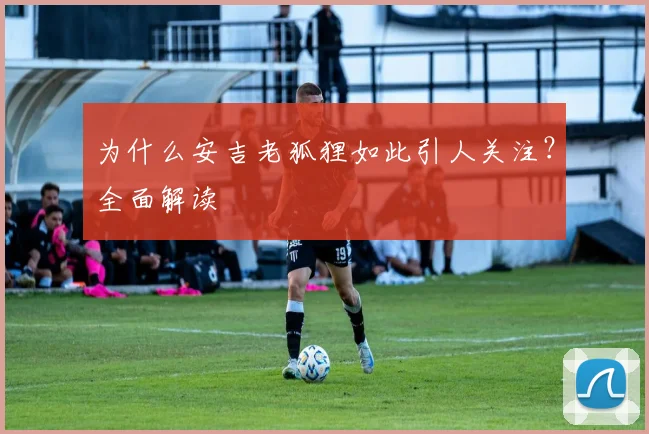 为什么安吉老狐狸如此引人关注？全面解读